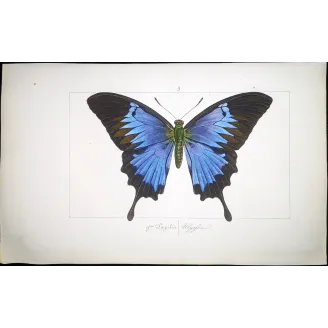 Blue Morpho – Pauquet Antique Hand-Colored Engraving