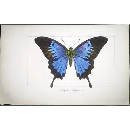 Blue Morpho – Pauquet Antique Hand-Colored Engraving