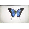 Blue Morpho (Morpho leonte) – Original Hand-Colored Engraving by Pauquet, Antique Print
