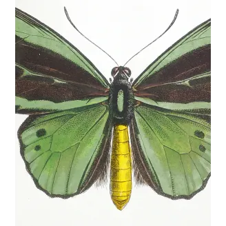Common Green Birdwing – Pauquet Antique Engraving