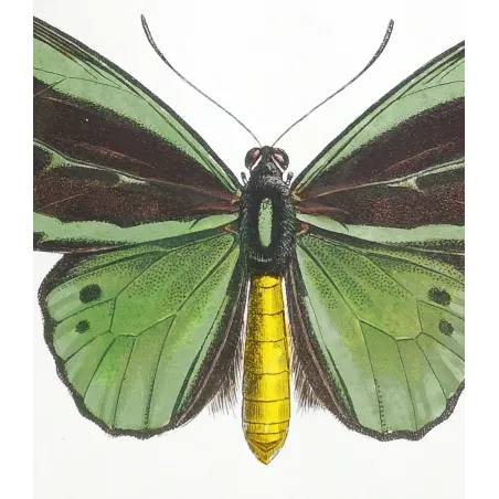 Common Green Birdwing – Pauquet Antique Engraving
