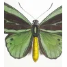 Common Green Birdwing (Ornithoptera priamus) – Original Hand-Colored Engraving by Pauquet, Antique Print