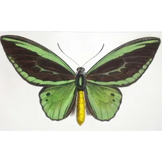 Common Green Birdwing – Pauquet Antique Engraving