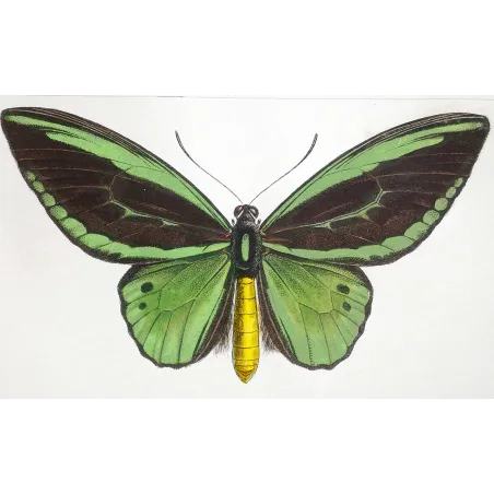 Common Green Birdwing – Pauquet Antique Engraving