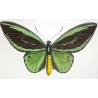 Common Green Birdwing (Ornithoptera priamus) – Original Hand-Colored Engraving by Pauquet, Antique Print