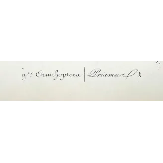 Common Green Birdwing – Pauquet Antique Engraving