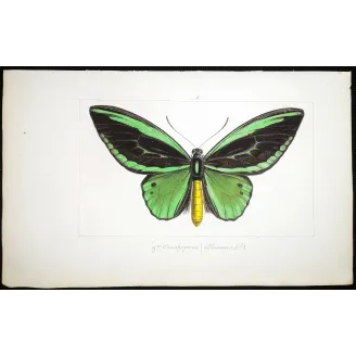 Common Green Birdwing – Pauquet Antique Engraving