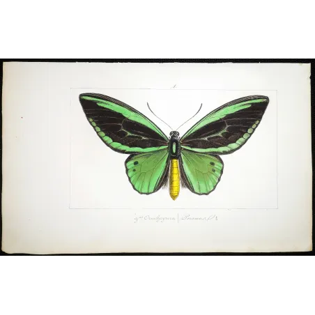 Common Green Birdwing – Pauquet Antique Engraving