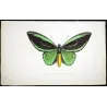 Common Green Birdwing (Ornithoptera priamus) – Original Hand-Colored Engraving by Pauquet, Antique Print