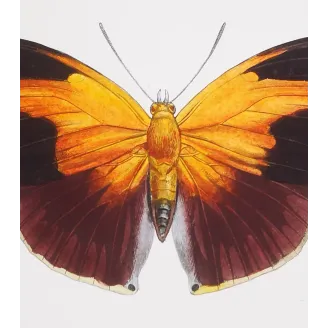 Orion Butterfly – Pauquet Antique Engraving (1835)
