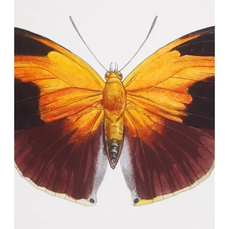 Orion Butterfly – Pauquet Antique Engraving (1835)