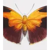 Orion Butterfly (Nymphalis orion) – Original Hand-Colored Engraving by Pauquet, Antique Print