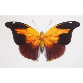 Orion Butterfly – Pauquet Antique Engraving (1835)