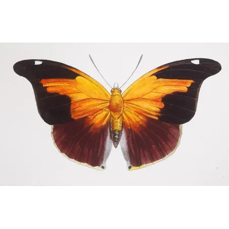 Orion Butterfly – Pauquet Antique Engraving (1835)