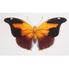 Orion Butterfly (Nymphalis orion) – Original Hand-Colored Engraving by Pauquet, Antique Print
