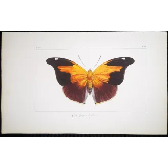 Orion Butterfly – Pauquet Antique Engraving (1835)