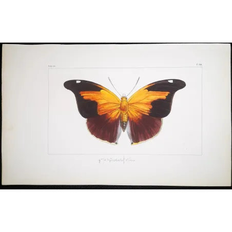 Orion Butterfly – Pauquet Antique Engraving (1835)