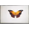 Orion Butterfly (Nymphalis orion) – Original Hand-Colored Engraving by Pauquet, Antique Print