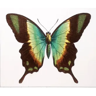 Blue Mormon & Green Swallowtail – Lucas Exotic Butterflies Antique Engraving