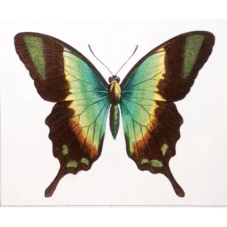Blue Mormon & Green Swallowtail – Lucas Exotic Butterflies Antique Engraving