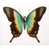 Blue Mormon & Green Swallowtail (Papilio polymnestor, Papilio peranthus) – Original Engraving by Pauquet, Butterflies (1835)