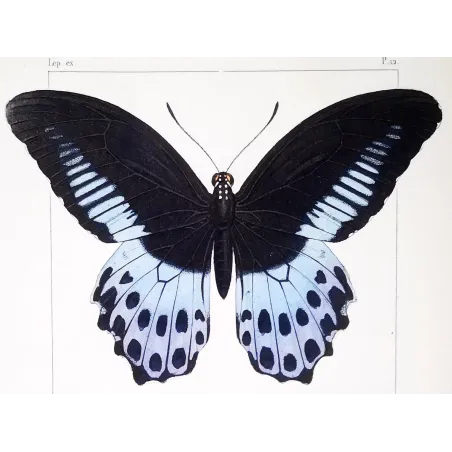 Blue Mormon & Green Swallowtail – Lucas Exotic Butterflies Antique Engraving