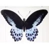 Blue Mormon & Green Swallowtail (Papilio polymnestor, Papilio peranthus) – Original Engraving by Pauquet, Butterflies (1835)