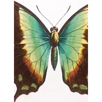 Blue Mormon & Green Swallowtail – Lucas Exotic Butterflies Antique Engraving