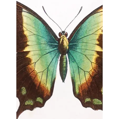 Blue Mormon & Green Swallowtail – Lucas Exotic Butterflies Antique Engraving