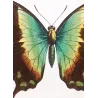 Blue Mormon & Green Swallowtail (Papilio polymnestor, Papilio peranthus) – Original Engraving by Pauquet, Butterflies (1835)