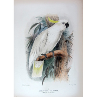 Original print of Sulphur-crested Cockatoo by Roland Green