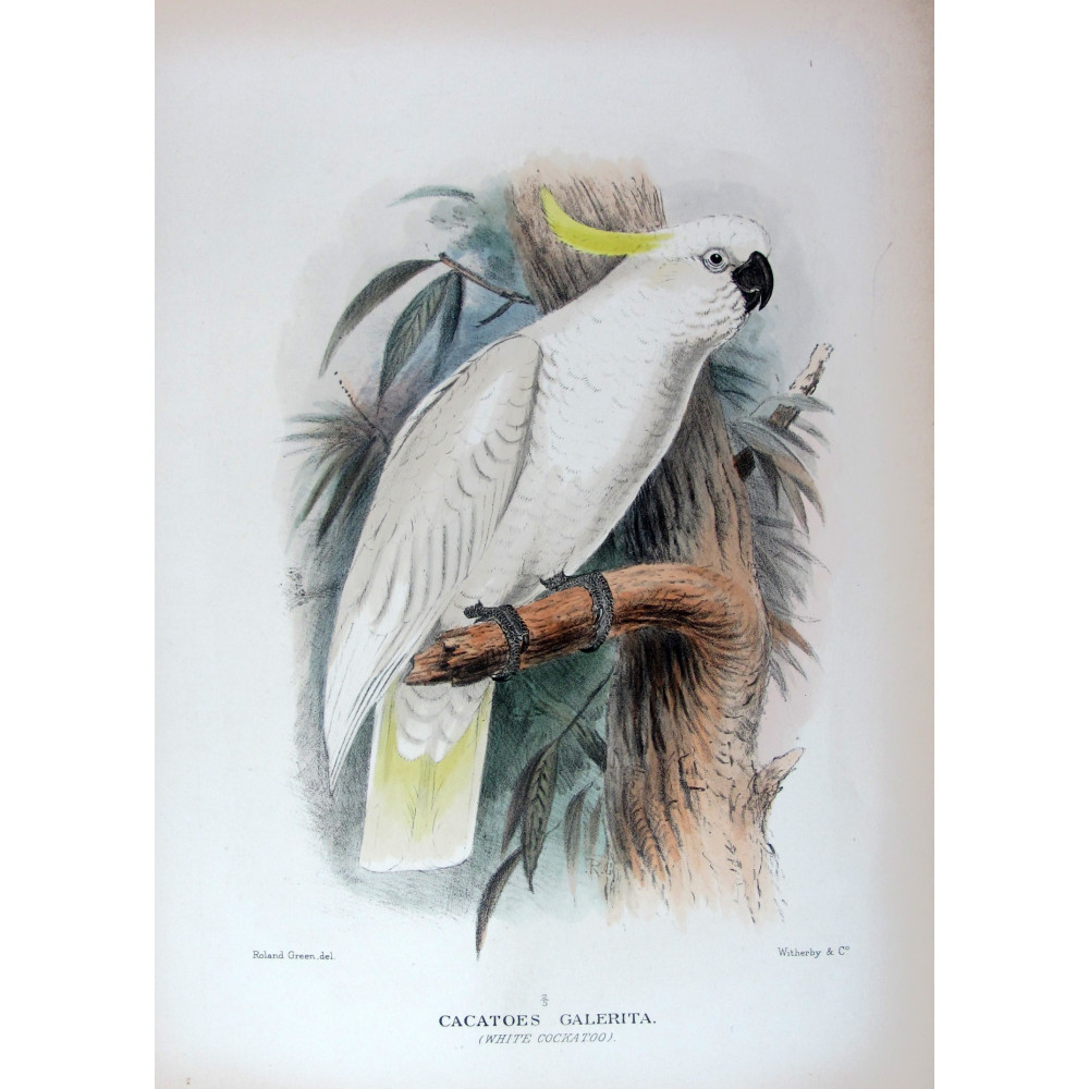 Original print of Sulphur-crested Cockatoo by Roland Green Original print of Sulphur-crested Cockatoo by Roland Green