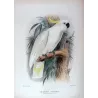 Sulphur-crested Cockatoo (*Cacatua galerita*) – Original lithograph by Green, Mathews (1910–27)