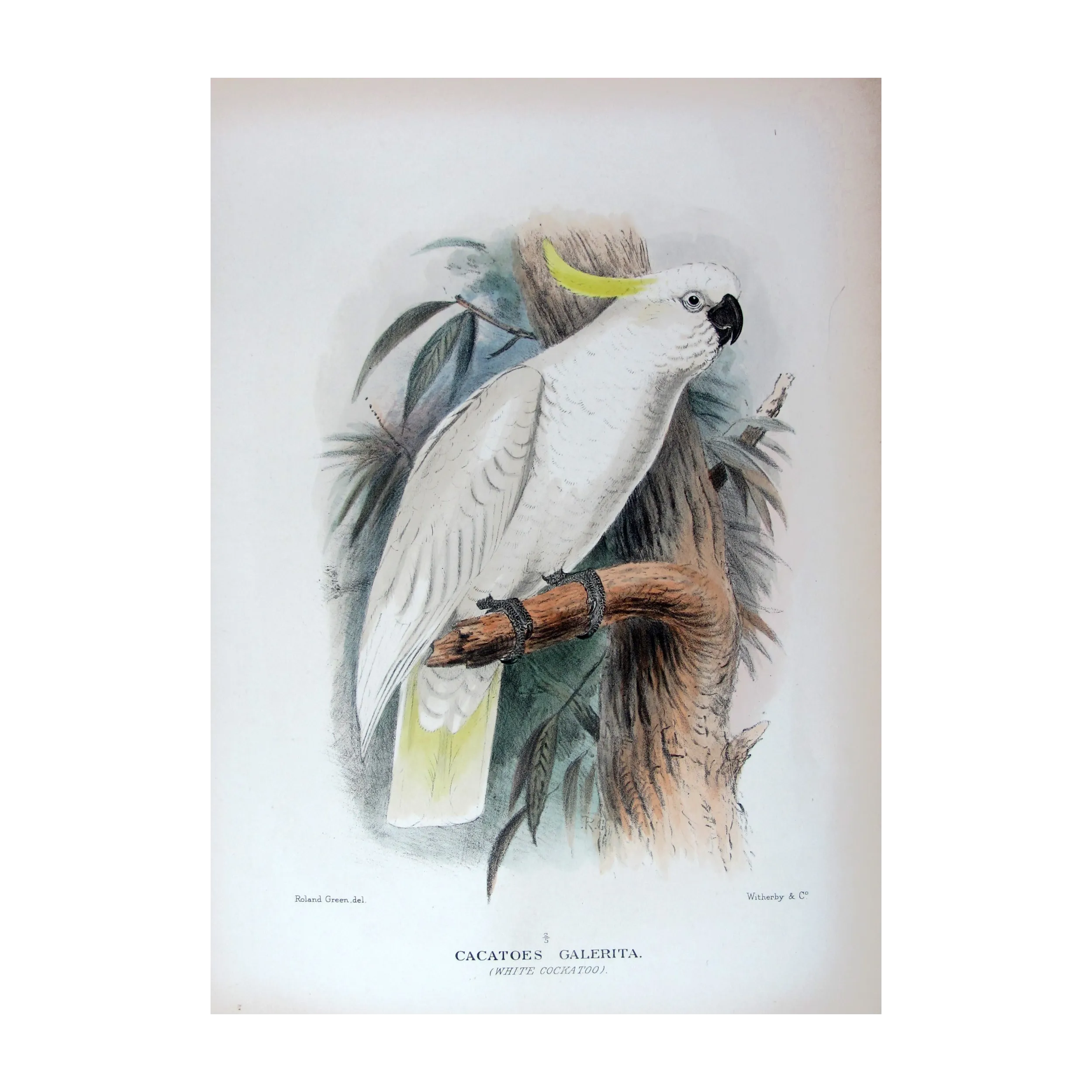 Original print of Sulphur-crested Cockatoo by Roland Green