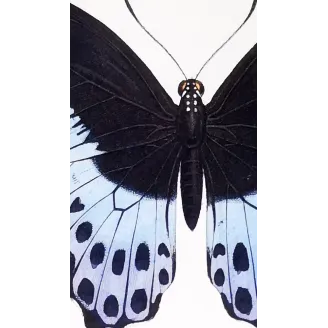 Blue Mormon & Green Swallowtail – Lucas Exotic Butterflies Antique Engraving