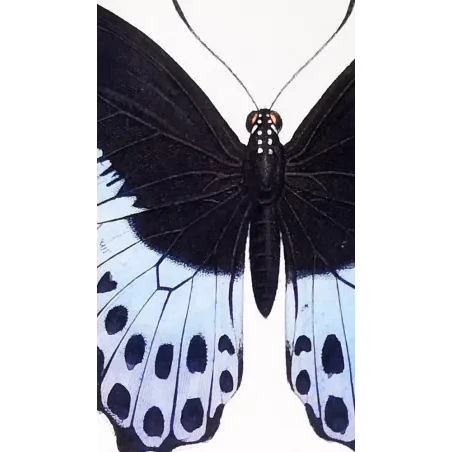 Blue Mormon & Green Swallowtail – Lucas Exotic Butterflies Antique Engraving
