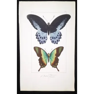 Blue Mormon & Green Swallowtail – Lucas Exotic Butterflies Antique Engraving