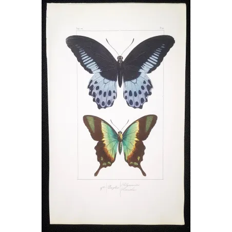 Blue Mormon & Green Swallowtail – Lucas Exotic Butterflies Antique Engraving