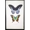 Blue Mormon & Green Swallowtail (Papilio polymnestor, Papilio peranthus) – Original Engraving by Pauquet, Butterflies (1835)