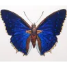 Pollux & Eurilochus Butterflies – Original Hand-Colored Engraving by Pauquet, Exotic Butterflies (1835)