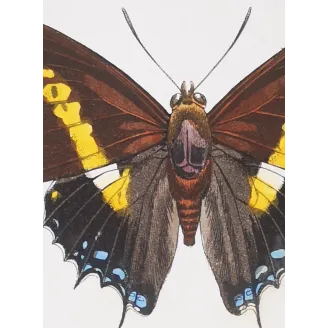 Pollux & Eurilochus – Lucas Exotic Butterflies Antique Engraving
