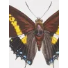 Pollux & Eurilochus Butterflies – Original Hand-Colored Engraving by Pauquet, Exotic Butterflies (1835)