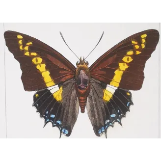 Pollux & Eurilochus – Lucas Exotic Butterflies Antique Engraving
