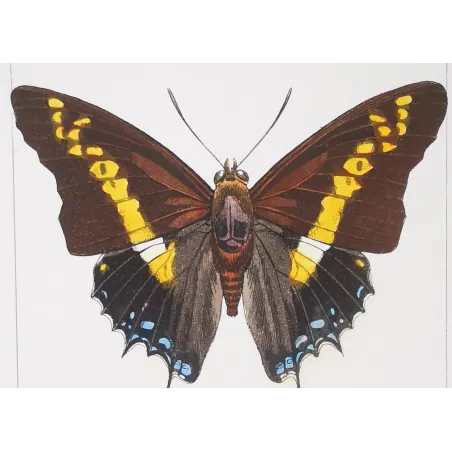 Pollux & Eurilochus – Lucas Exotic Butterflies Antique Engraving