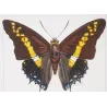 Pollux & Eurilochus Butterflies – Original Hand-Colored Engraving by Pauquet, Exotic Butterflies (1835)