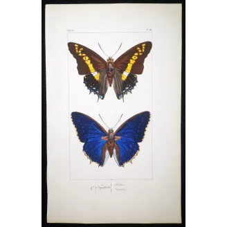 Pollux & Eurilochus – Lucas Exotic Butterflies Antique Engraving