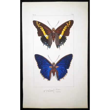Pollux & Eurilochus – Lucas Exotic Butterflies Antique Engraving