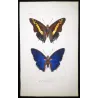 Pollux & Eurilochus Butterflies – Original Hand-Colored Engraving by Pauquet, Exotic Butterflies (1835)