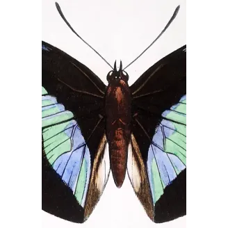 Demophon & Demodice Butterflies — 1835 Antique Hand-Colored Engraving