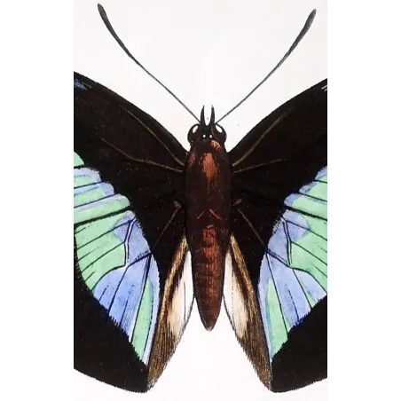 Demophon & Demodice Butterflies — 1835 Antique Hand-Colored Engraving